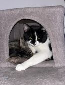 Zwei Kater suchen neues Zuhause in 95666