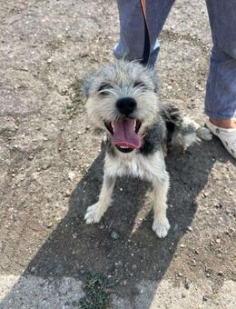 ❤️🐾 KISHA, unkompliziertes Hundekind - Eichendorf