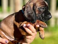 Bayerische Gebirgsschweißhund Welpen BGS Welpen mit Papieren - München