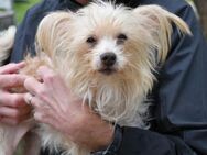 Arnold sucht passendes Zuhause - Neuss