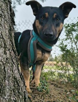 PIMPEK-ein kleiner, sanfter Junge sucht sein erstes richtiges Zuhause - Hückelhoven