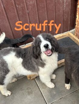 Scruffy unser Lockenpandabär - Rinteln