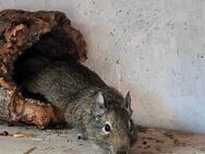 2 weibliche Degus in liebevolle Hände abzugeben - Kiel Elmschenhagen