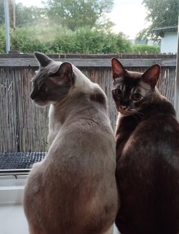 Bengal Kater 5 Jahre liebevolles neues Zuhause gesucht - Aschaffenburg