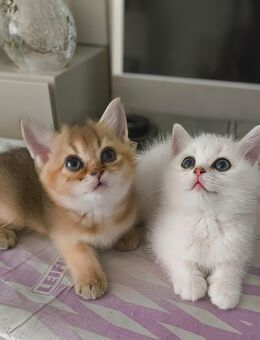 BKH Kater weiss - Bielefeld Brackwede