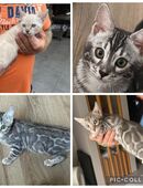 Kitten Bengal sehr schöne Rosetten in 44339