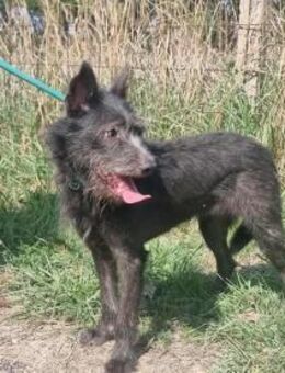 Amira wartet auf ihre Chance - Nordwalde