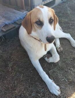 SNOWFLAKE - sucht warmes Zuhause - Aerzen