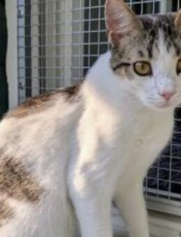 Kater Balou sucht seine tollkühne Crew - München