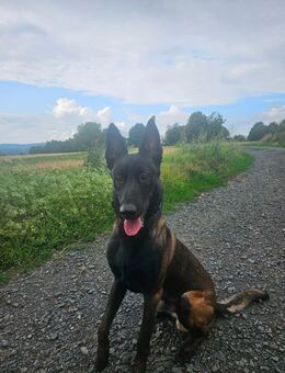 Malinois-Rüde (knapp 2 Jahre alt) sucht aktives und erfahrenes Zuhause - Wiesbaden