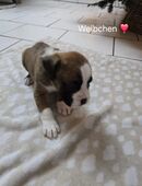 Boxer Welpen in 49205