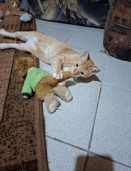 Verschmustes Katerchen BALOO sucht♥️ - München