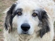 Günter, geb. ca. 09/2018, GRIECHENLAND - Markdorf