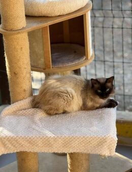 Simpa - Schmusekatze sucht Zuhause - Bad Camberg