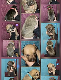 American Bully xl mix-welpen - Meiningen