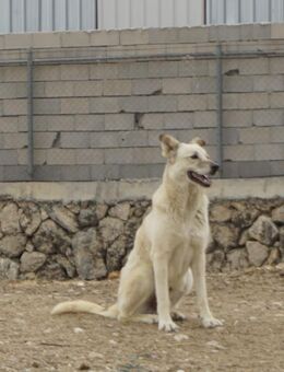 Der ruhige Jakob - Beckingen