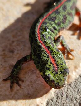 Zwergmarmormolch, Triturus pygmaeus pygmaeus - Wilkau-Haßlau