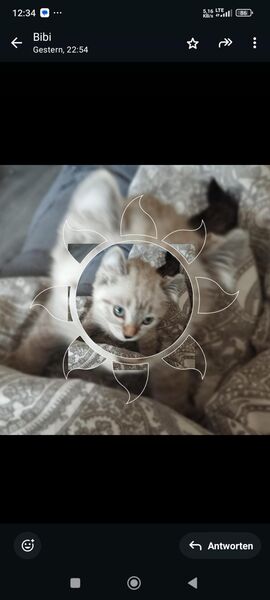 American Curl Kitten