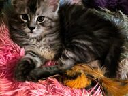 Reinrassiges Maine coon Mädchen kitten - Hohenroda