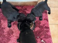 Welpen Jack Russel- Labrador