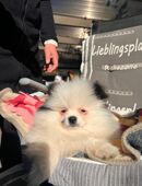Zwergspitz Pomeranian in 24963
