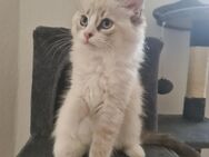 Katze (fast 3 Monaten) sucht ein libevolles Zuhause - Chemnitz