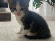 Main Coon Mix Kitten - Dahlem (Rheinland-Pfalz)