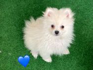 knuffige Zwergspitz Pomeranian mit Ahnentafel - Hof