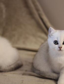 BKH Kitten Silver-Shaded ab sofort bereit zum Auszug! - Speyer