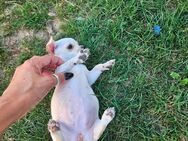 Chihuahua Welpe weiblich zu verkaufen - Bad Säckingen