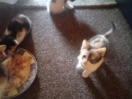 Kitten, Kätzchen ,Katze - Bippen