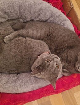 Britisch Kurzhaar 2 Kater 27 wochen suchen ein zuhaus - Garbsen