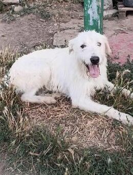 Rüde Monty sucht liebe Menschen - Neuhausen (Fildern)