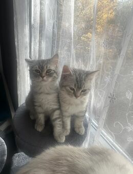 🐾 Zwei süße Katzen suchen ein liebevolles Zuhause! 🐾 - Hürth