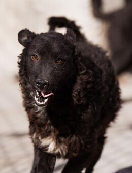 Flynn 💗offener, verspielter Hundejunge - Hamburg