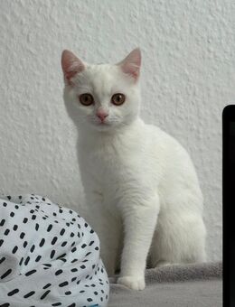 🐾 Britisch Kurzhaar Kitten – Kater und Katze zu verkaufen 🐾 - Berlin Marzahn-Hellersdorf