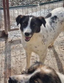 Angstnase Amelia sucht Zuhause - Neuberg