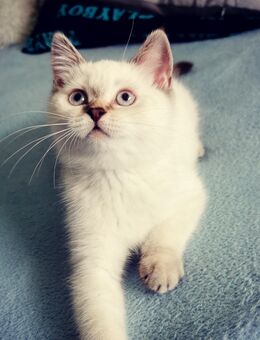 BKH Kitten Bärchen - Ludwigshafen (Rhein)