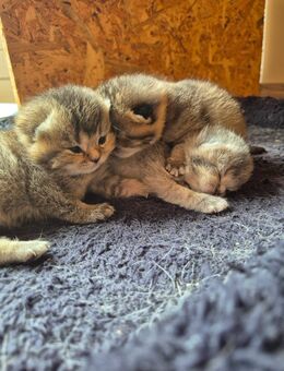 Wunderschöne Reinrassige BKH Kitten - Bernau (Berlin)