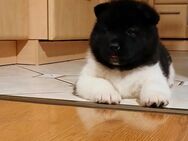 American Akita Welpen reinrassig - Artern (Unstrut)