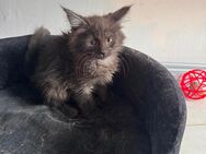 Maine coon XXL dürfen ausziehen - Essen