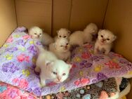 Heilige Birma Kitten ❤️ - Uhldingen-Mühlhofen