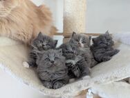 Britisch Langhaar kitten / blh,bkh - Chemnitz