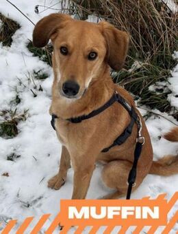 Muffin - treuer Schmusehund - Berlin