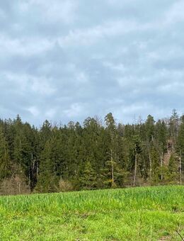 Wald Forst / Waldfläche - Dietfurt (Altmühl)