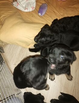 Labradormischlingswelpen - Teutschenthal