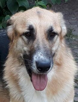 Dario - sanfter Riese aus Lazio - Marienfließ