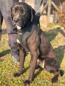 Skara sucht ihr Für-immer-Zuhause - Berlin