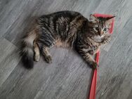 Kater zu vermitteln - Kastel-Staadt