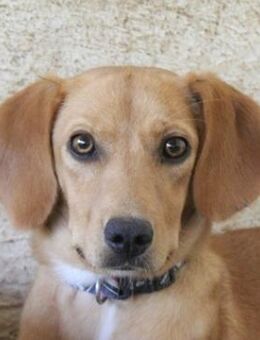 Shiva, geb. ca. 01/25, GRIECHENLAND - Euskirchen